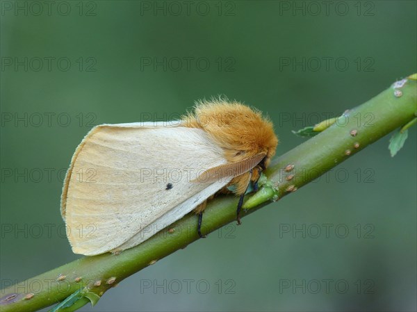 Autumn silkworm moth
