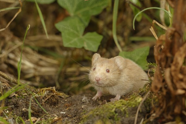 Bank voles