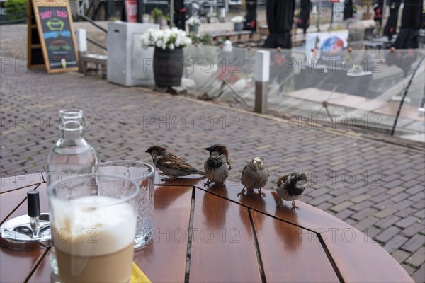 House sparrows