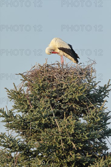 Single white stork standing in the nest and preening its plumage with its beak