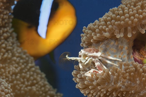 Spotted anemone crab