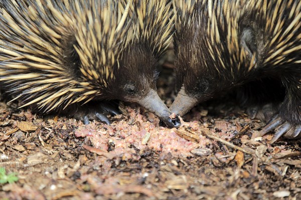 Short-beaked Echidna