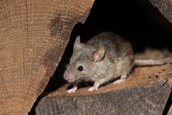 House Mouse