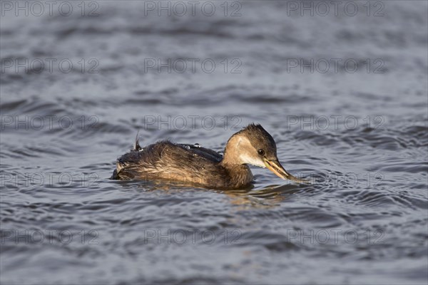 Little grebe