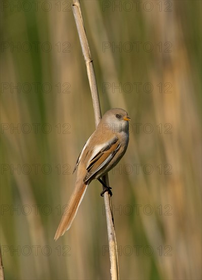 Bearded Tit