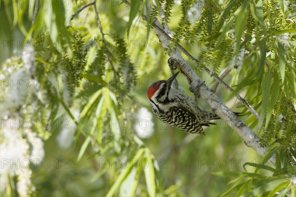 Ladder-backed woodpecker