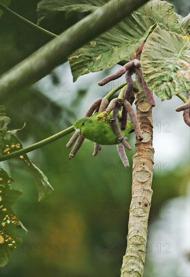 Adult blue-winged sparrow parrot