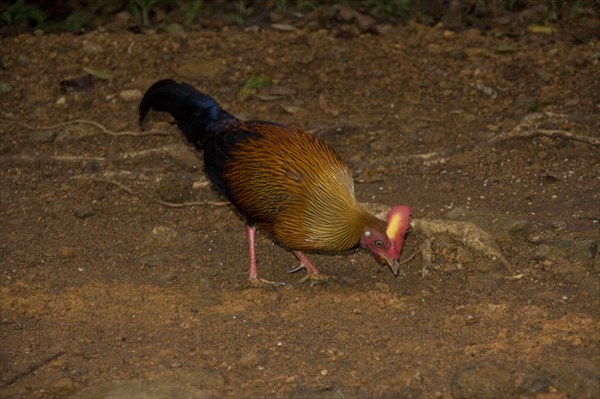 Gallus lafayettii