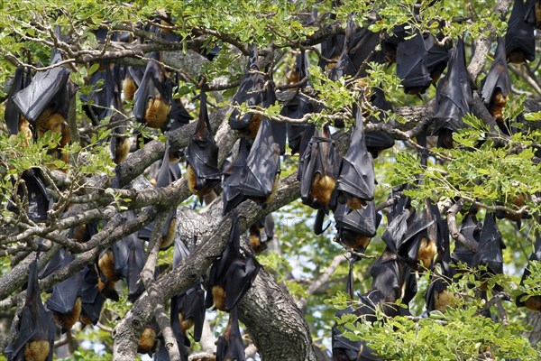 Indian flying fox