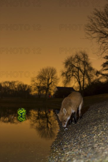 European Red Fox