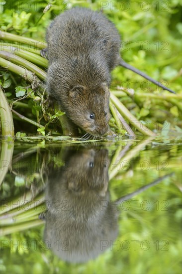 European water vole