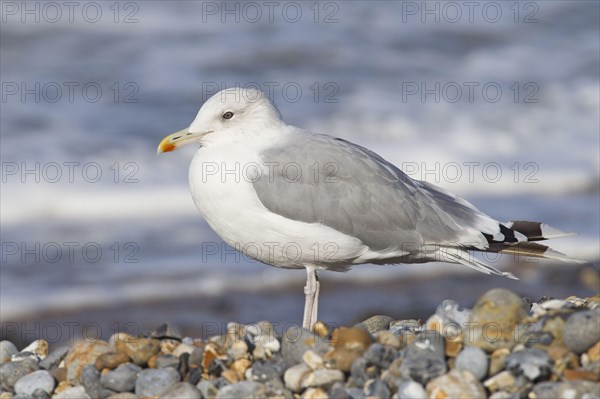 Caspian Gull