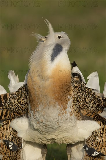 Great Bustard