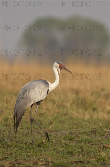 Wattled Crane