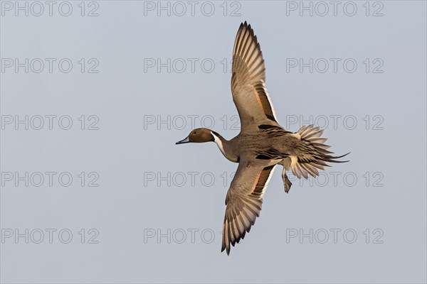 Northern pintail