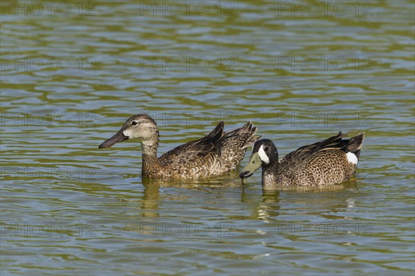 Blue-winged teals