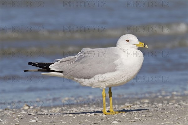 Ring-billed Gull