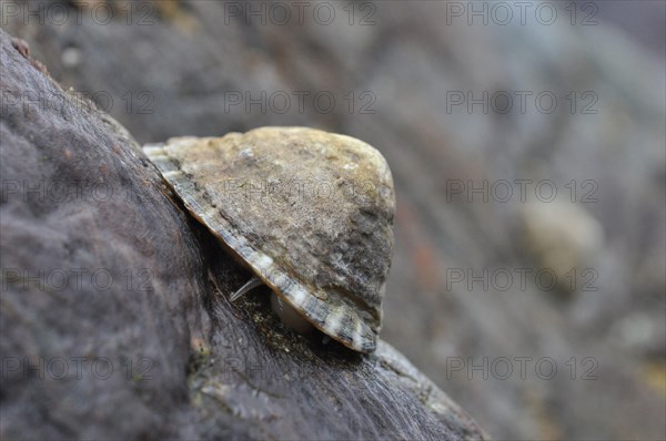 Common limpet