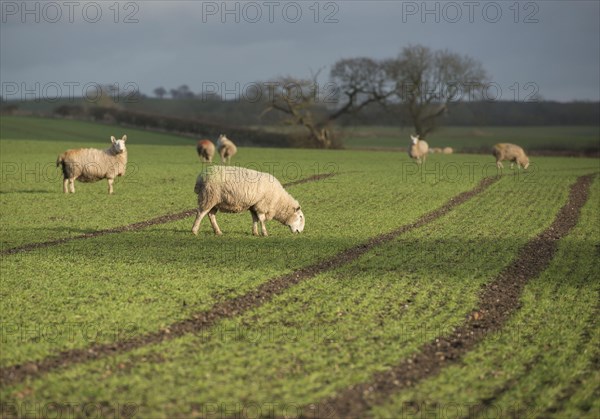 Domestic sheep