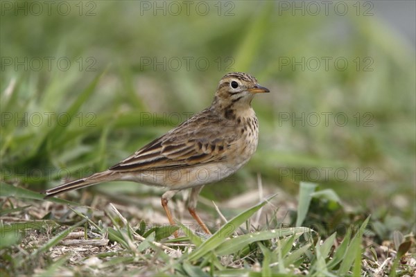 Adult Richard's richard's pipit