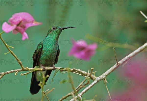 White-vented Plumeleteer