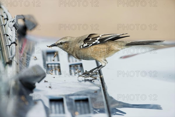 Patagonian mockingbird