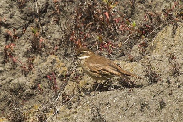 Chestnut-winged Cinclodes