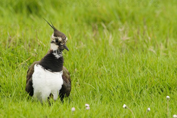 Northern northern lapwing