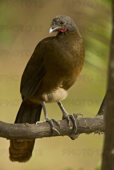 Rufous-vented Chachalaca