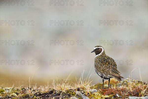 European golden plover