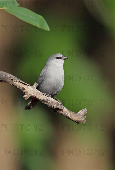 Lavender Waxbill