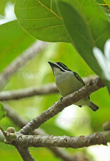 Yellow-rumped Barbet