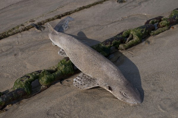 Lesser Spotted Dogfish