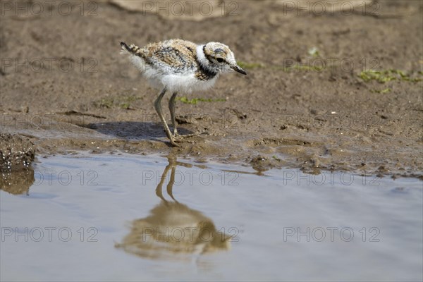 Little ringed plover chicks about one week old