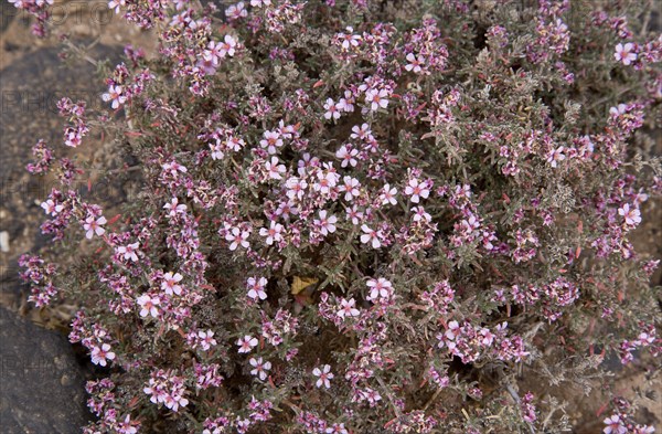 Canary Islands Sea-heath