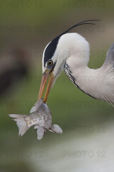 Grey Heron