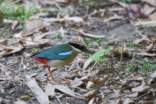 Fairy fairy pitta