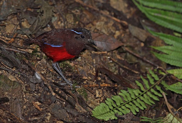 Graceful Pitta