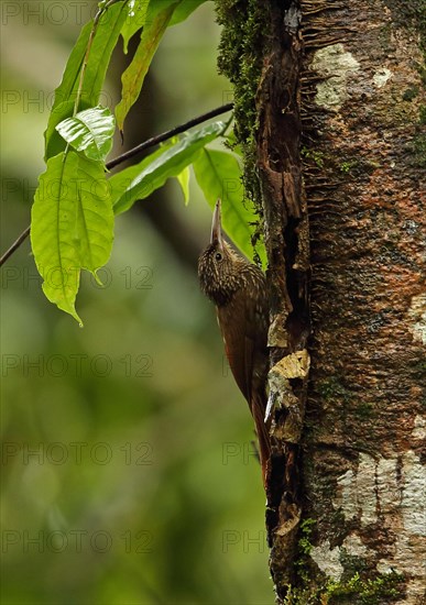 Striped-headed treecreeper