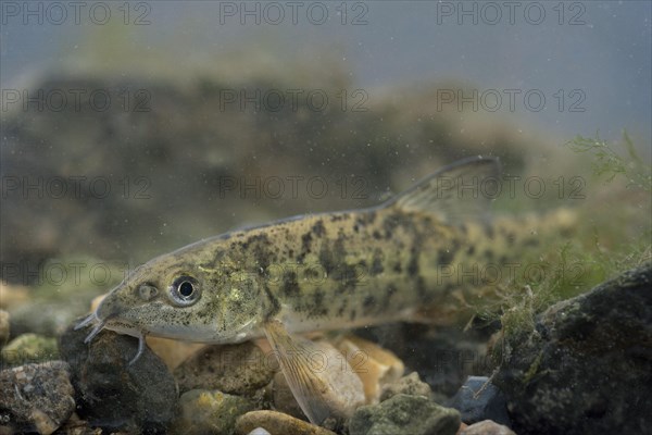 Common Barbel