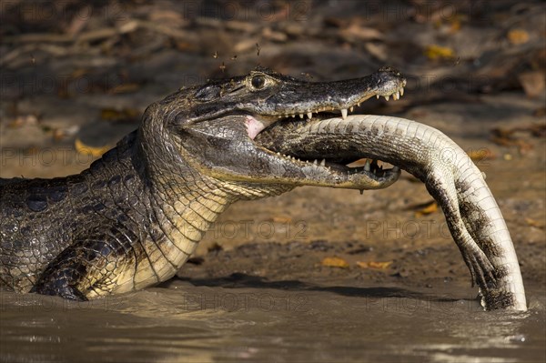 Spectacled Caiman