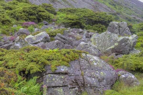 Common common juniper