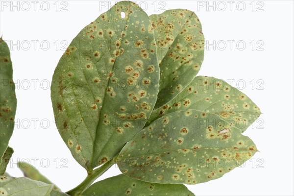 Faba or broad bean rust