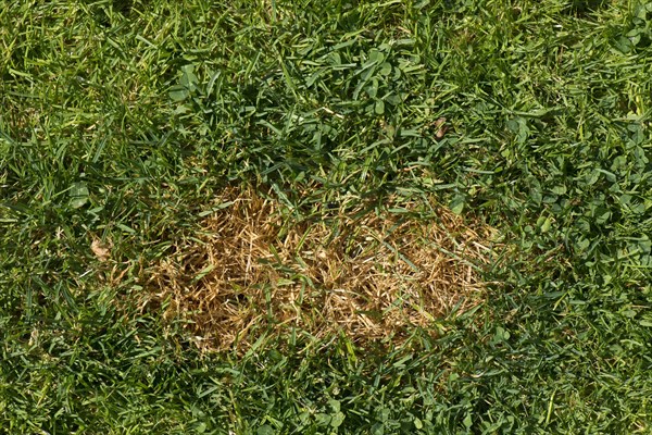 Dead grass stain on a lawn caused but a dog urinates