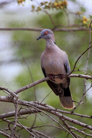 Red-eyed dove