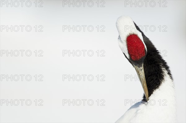 Adult Japanese red-crowned crane