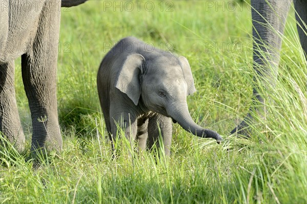 Asian indian elephant