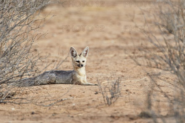 Cape Fox