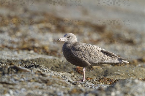 Glaucous Gull