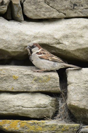 House Sparrow